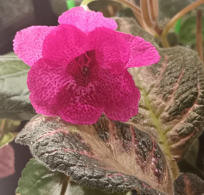 Isa_s Gorgeous - Sinningiuțe