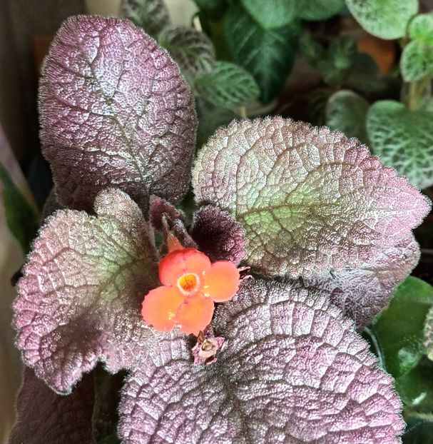  - Episcia - a opta minune a lumii