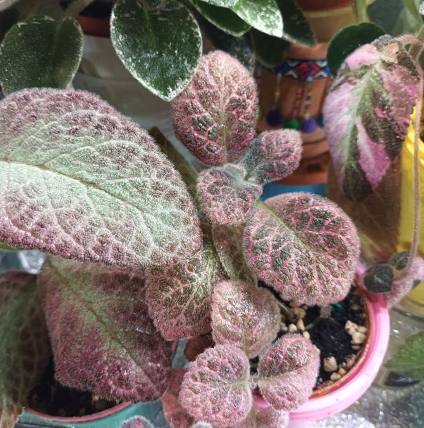  - Episcia - a opta minune a lumii