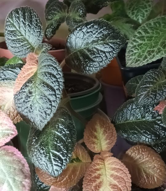  - Episcia - a opta minune a lumii