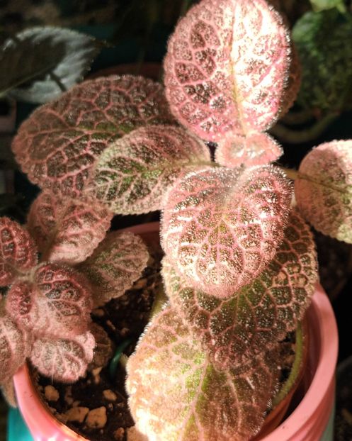  - Episcia - a opta minune a lumii