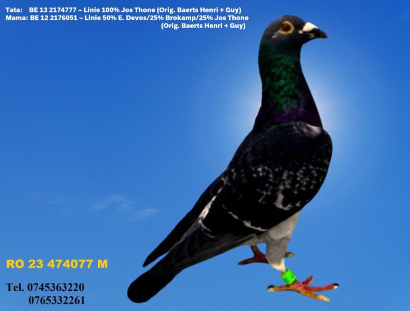 RO 23 474077 M Pret 150 Lei + transportul - 1 PORUMBEI - MASCULI - DISPONIBILI DIN ANII 2016 2017 2018 2019 2020 2021