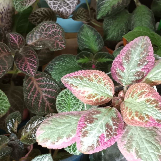  - Pink Brocade