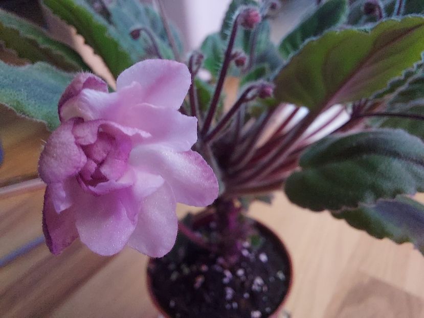  - Violeta Ogo-Lituanika black chimera frunze