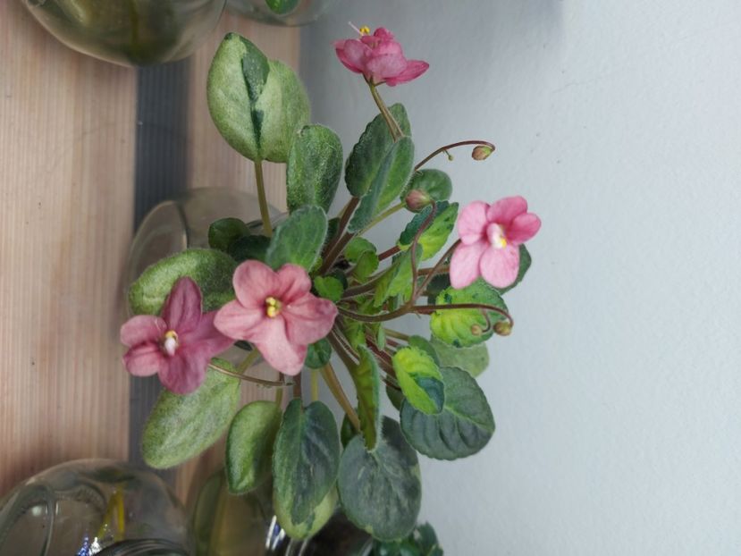  - Violeta Balchug Excelsior chimera frunze