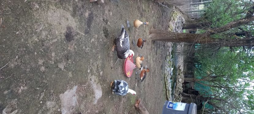  - 17-rate- Lesesti sau mute -Muscovy ducks