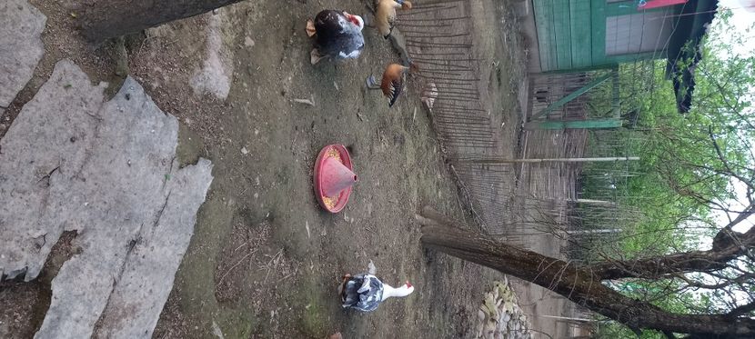  - 17-rate- Lesesti sau mute -Muscovy ducks