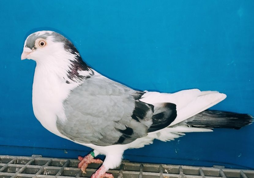 6939  Femelă  2019 - Plecați ALBUM 4