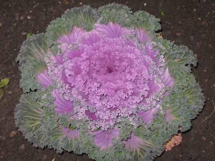 varza ornamentala - florile mele