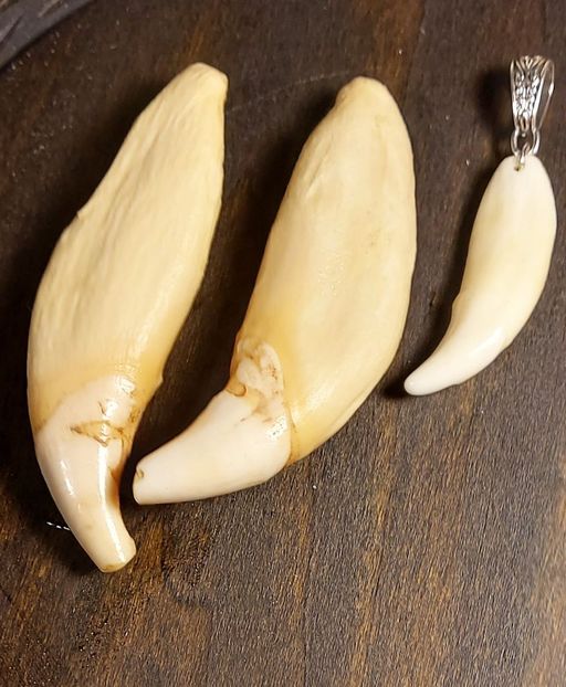  - Medalioane cu colti reali