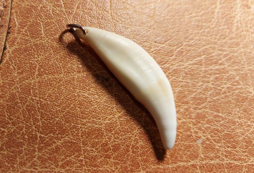 A16 - Medalioane cu colti reali