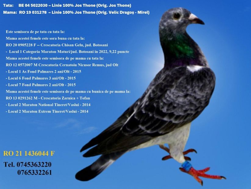 RO 21 1436044 F REZERVATA GAITAN DUMITRU - ARHIVA