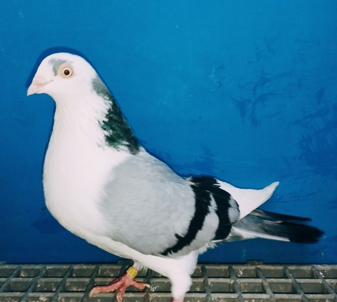 17073  Femelă  2023 - Jucători de Galați