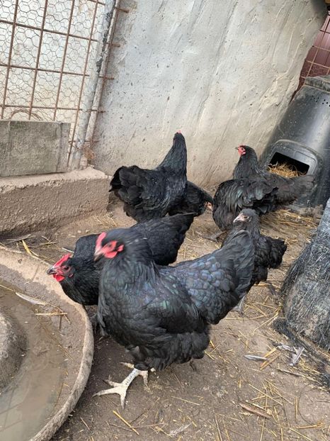 Messenger_creation_3DA65DB5-67E9-4148-89C8-B5B2CECC3D9C - Austrolop negru