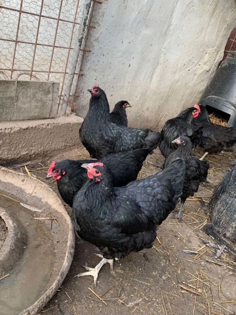 Messenger_creation_ACA7DA3E-8295-493E-8063-1FCED6F15FE0 - Austrolop negru