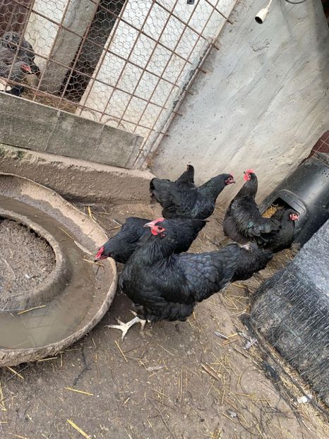 Messenger_creation_9476F16B-E6BE-429B-A8EB-C6971053E4AB - Austrolop negru