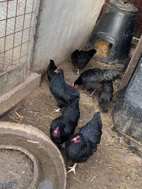 Messenger_creation_C3E4291B-CFE7-483B-B0BF-20EAE893EF6B - Austrolop negru