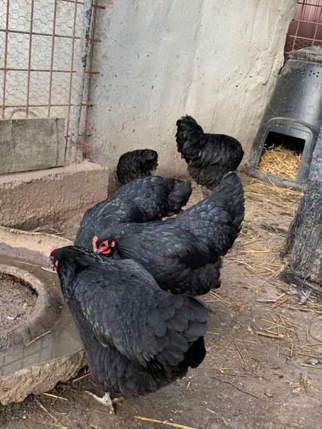 Messenger_creation_912935E1-F071-433A-A23D-088EE161FDDF - Austrolop negru