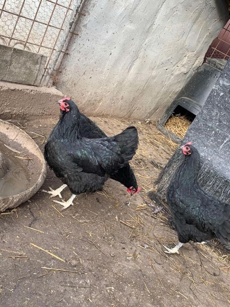 Messenger_creation_A943E39B-0126-4ED8-8F74-3B40DF6CED9B - Austrolop negru