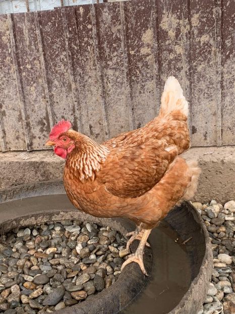 Messenger_creation_85F84A79-4682-4889-9B32-5BE89242AAE5 - Găinii de rasă