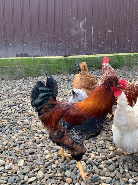 Messenger_creation_539DE524-CBA0-4E94-A318-C079D0C42918 - Găinii de rasă