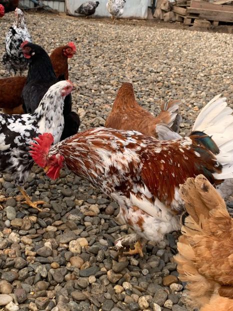 Messenger_creation_F47AE45B-D206-4FA2-8F74-859EA0E083C9 - Găinii de rasă