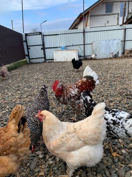 Messenger_creation_2EFA52CD-7C20-421D-AF50-D81144C5AC96 - Găinii de rasă