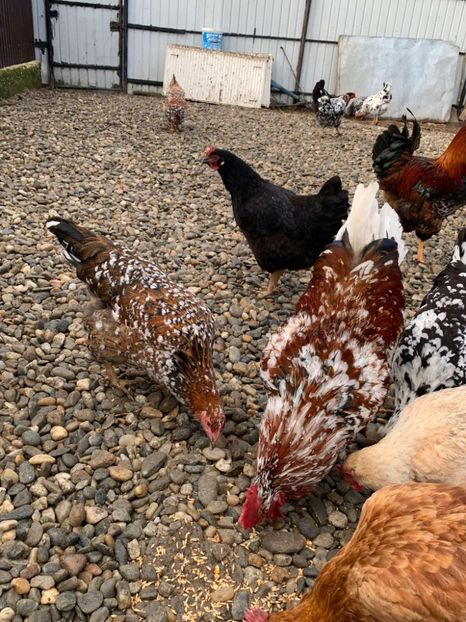 Messenger_creation_C8E0BFAC-C8B9-4551-9209-BF49E0D1158C - Găinii de rasă