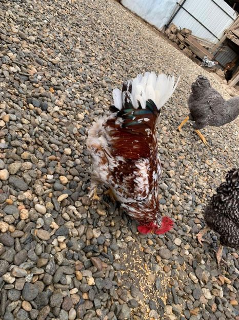 Messenger_creation_C5F7F0D5-E601-463C-B9EA-FE95A1539E0D - Găinii de rasă