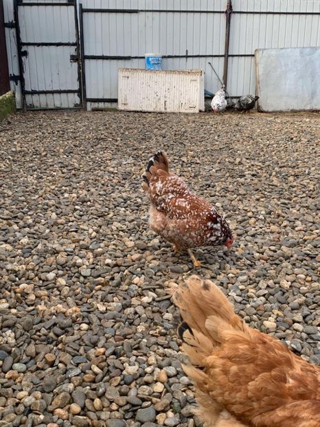 Messenger_creation_3FF9C850-73EE-4502-8F95-B596FF816DA6 - Găinii de rasă