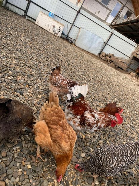 Messenger_creation_74F616E3-F6F7-4F15-9F56-73B6475FBC26 - Găinii de rasă