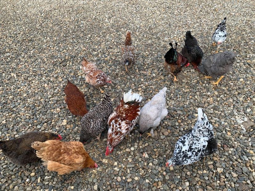 Messenger_creation_2426A9C9-502D-49F3-BE7C-1647CF792CE9 - Găinii de rasă