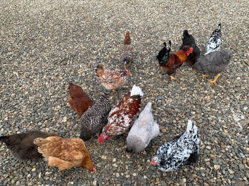 Messenger_creation_7EB2AAC7-48F4-4326-BCEC-E62D5F822CC8 - Găinii de rasă