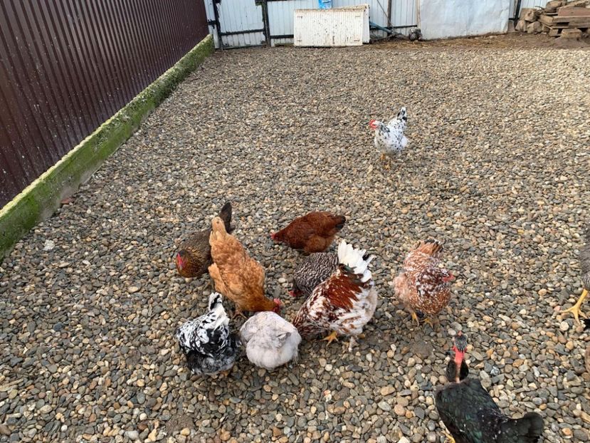 Messenger_creation_7AA4962B-6871-4A1F-B580-4F59663AD247 - Găinii de rasă