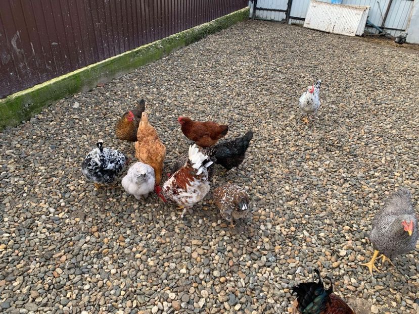 Messenger_creation_016D02F3-2DB6-4040-B1CA-52972FDB16B0 - Găinii de rasă