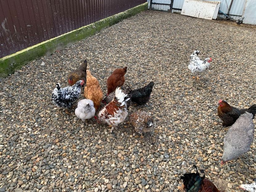 Messenger_creation_834952D9-3D60-404D-97A5-C7FF057017C9 - Găinii de rasă