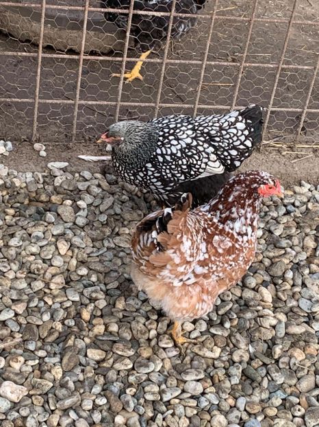 Messenger_creation_598CFCA6-FD3E-4C1E-BDB4-80F6E5DEAB72 - Găinii de rasă