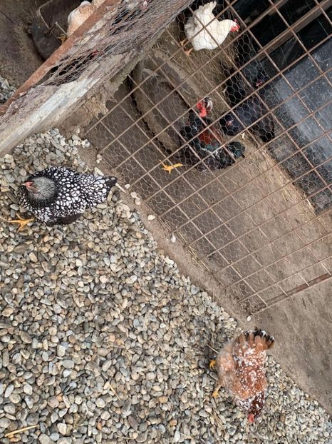 Messenger_creation_8FABEC1F-D0CD-42D7-B832-FEA54B4C9424 - Găinii de rasă