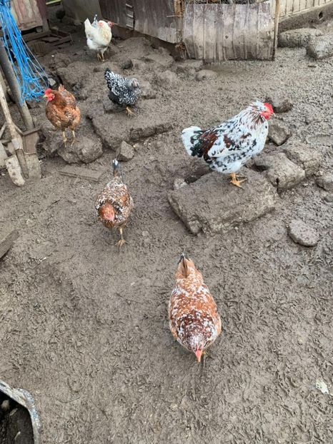 Messenger_creation_A552D74F-2FDF-47EF-AB24-5C418958B0E6 - Găinii de rasă