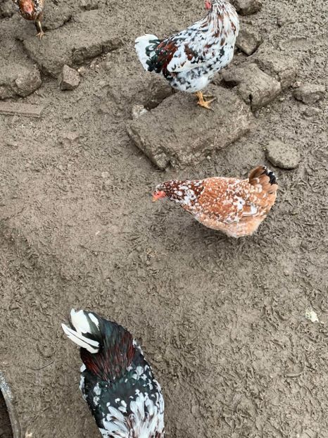 Messenger_creation_6C28074D-E714-42CD-A065-1D1463540A9D - Găinii de rasă