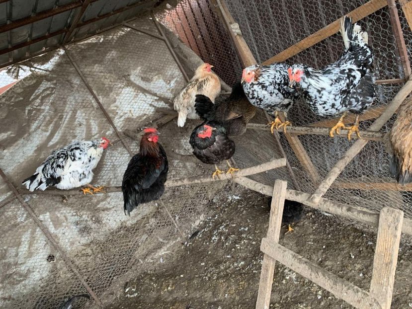 Messenger_creation_D03A8525-AE68-4A64-BF5F-3472934762BA - Găinii de rasă