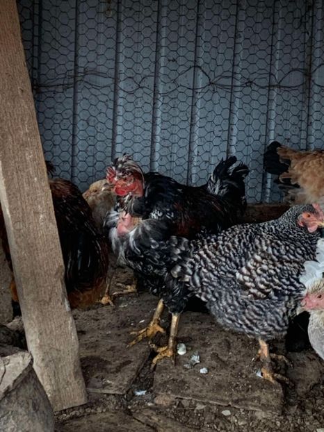 Messenger_creation_05EB4C70-8781-4C08-90D9-73D8D2428A36 - Găinii de rasă