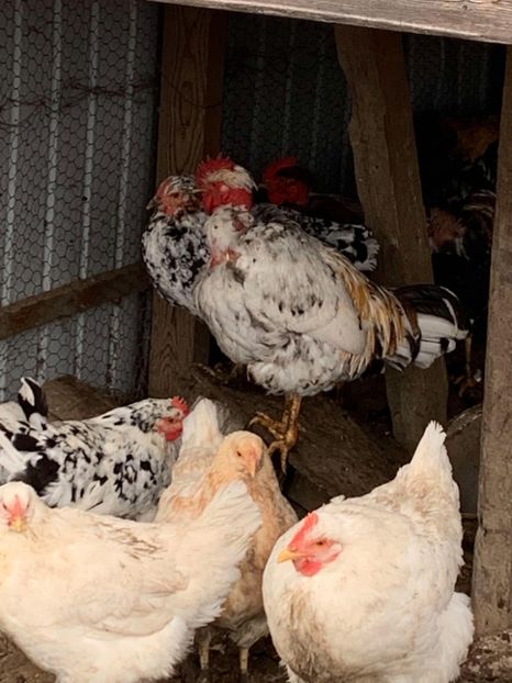 Messenger_creation_F69F2169-4D2A-4589-A79B-15CF985BA03E - Găinii de rasă