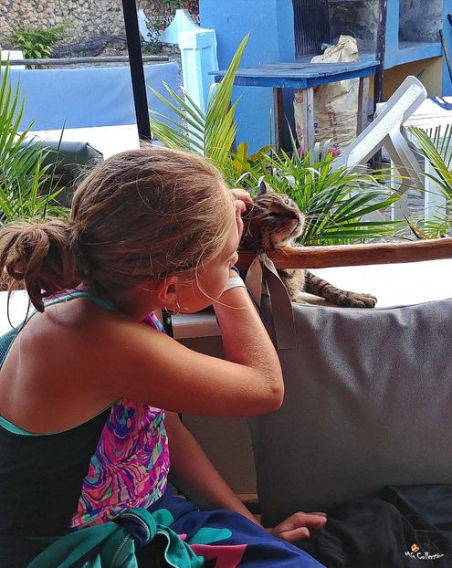 Cat Love - B - ANIMALS