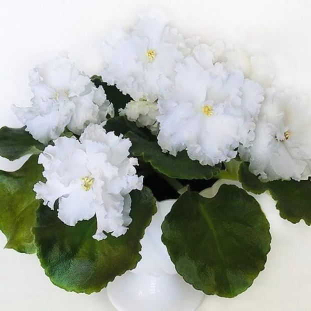 Poza net - NK Hlopok