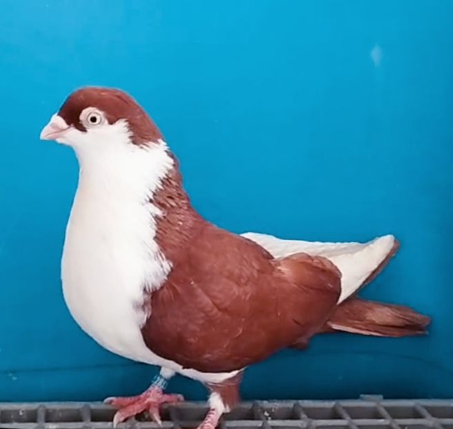 28018  Mascul  2024 - Plecați ALBUM 4