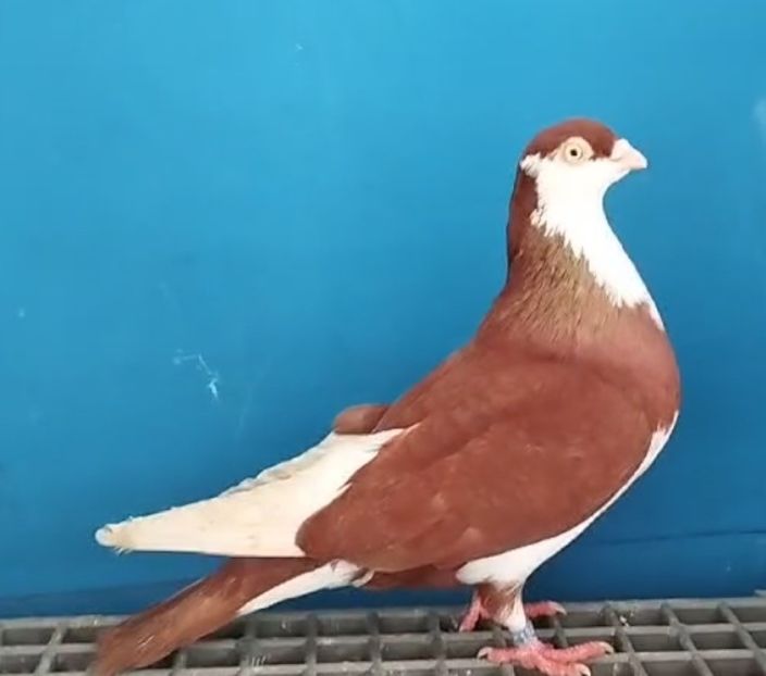 13407  Mascul  2024 - Plecați ALBUM 4