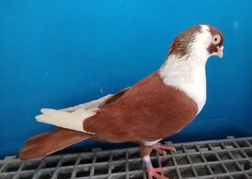 13333  Mascul  2024 - Plecați ALBUM 4