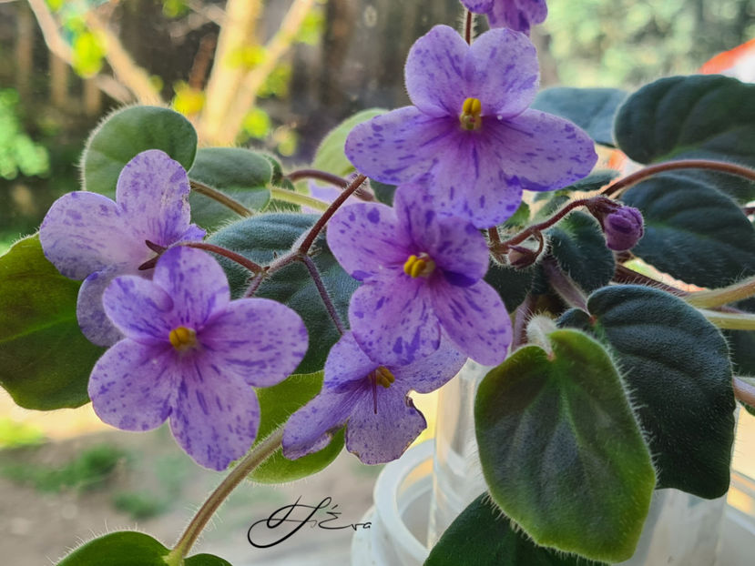  - Coral SparkleTrail