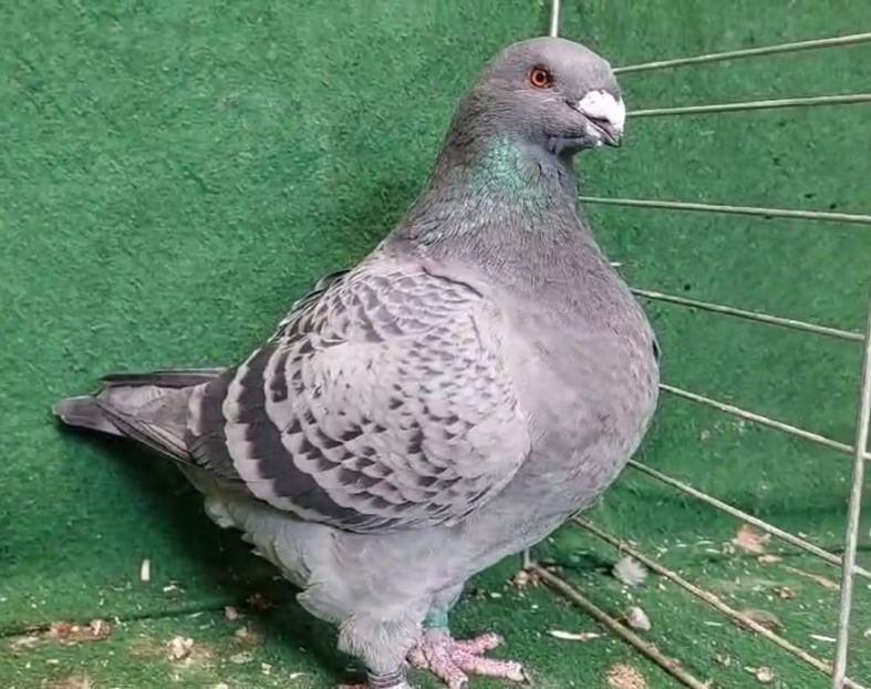 FEMELA 2019 - PERECHI AGH 2025